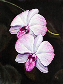 Two Orchids