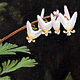 Dutchmans Breeches