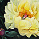 Yellow Peony