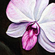 Two Orchids