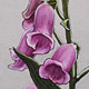 Spanish Foxglove