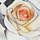 Rose XI