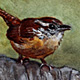 Carolina Wren