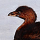 Pied-billed Grebe