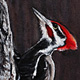Pileated Woodpecker