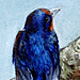 Barn Swallow