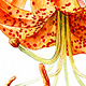 Turks Cap Lily