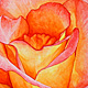 Rose No. 12 ('Rainbow Sorbet')