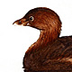 Pied-billed Grebe