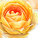 Rose No. 14 ('Graham Thomas')