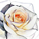 Rose No. 1