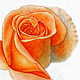 Rose No. 15 ('Cicely Phippen Marks')