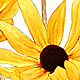 Black-eyed Susans