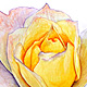 Rose No. 5
