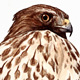 Red Shouldered Hawk