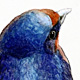 Barn Swallow