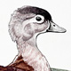Wood Duck