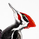 Pileated Woodpecker