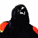 Red-winged Blackbird