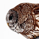 Barred Owl