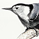 White-breasted Nuthatch