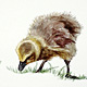 Goslings