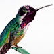 Costas Hummingbird