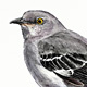 Northern Mockingbird