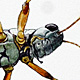Grasshopper