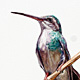 Costas Hummingbird (Female)