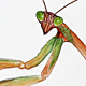 Chinese Mantis
