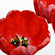 Red Tulips