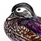Wood Duck