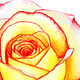 Rose No. 4