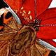 Painted Lady Butterfly