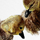 Three Goslings