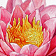 Water Lily