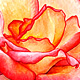 Rose No. 6