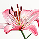 Lilies