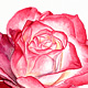Cherry Parfait Rose